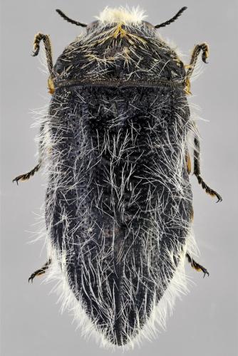 Acmaeoderella lanuginosa reducta